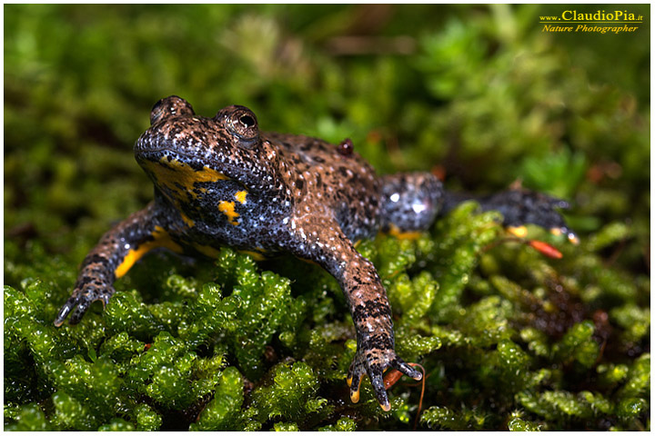 bombina pachypus, ululone ventre giallo, val d'aveto